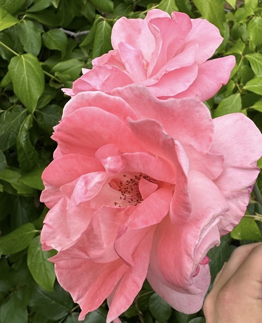 SAKURA（サクラ） 雨の日は☔️